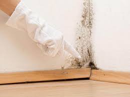 Best Water Damage & Mold Remediation  in Dunedin, FL